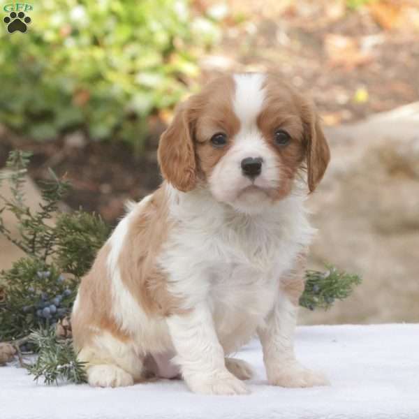 Dianne, Cavalier King Charles Spaniel Puppy